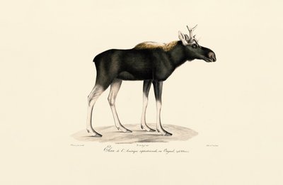 Amerikan Geyiği (Alces americanus) by Jacques Christophe Werner
