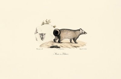 Asya Palmiye Misk kedisi by Jacques Christophe Werner