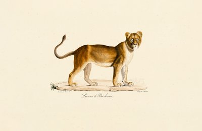 Profilden Dişi Berberi Aslanı by Jacques Christophe Werner