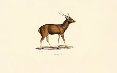 Bengal Eksen Geyiği by Jacques Christophe Werner