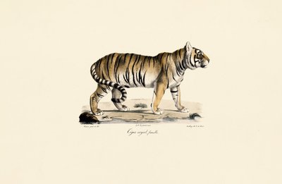  by Jacques Christophe Werner
