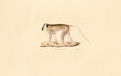 Siyah Yüzlü Makak by Jacques Christophe Werner