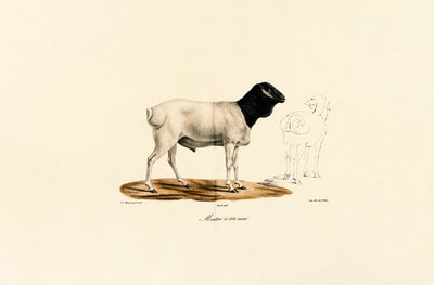 Kara Başlı Koyun by Jacques Christophe Werner