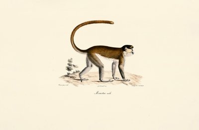  by Jacques Christophe Werner