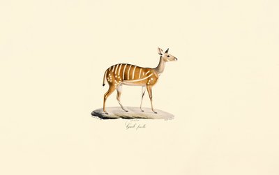  by Jacques Christophe Werner