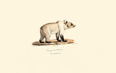 Cantabrian Boz Ayısı (Ursus arctos pyrenaicus) by Jacques Christophe Werner