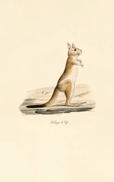 Pelerinli Zıplayan Tavşan by Jacques Christophe Werner