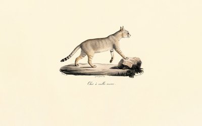 Karakulak by Jacques Christophe Werner