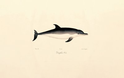 Adi Yunus by Jacques Christophe Werner