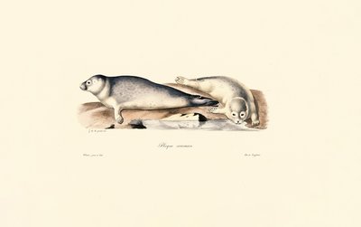 Ortak Mühür by Jacques Christophe Werner