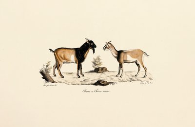 Cüce Geyik ve Cüce Keçi by Jacques Christophe Werner