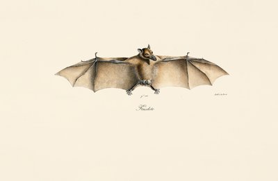 Mısır Meyve Yarasası by Jacques Christophe Werner