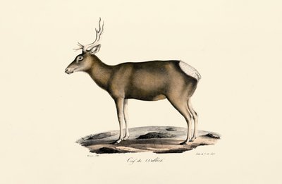Elk - Erkek by Jacques Christophe Werner