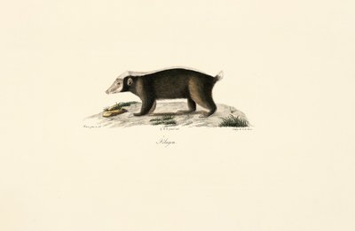 Avrupa Porsuğu by Jacques Christophe Werner