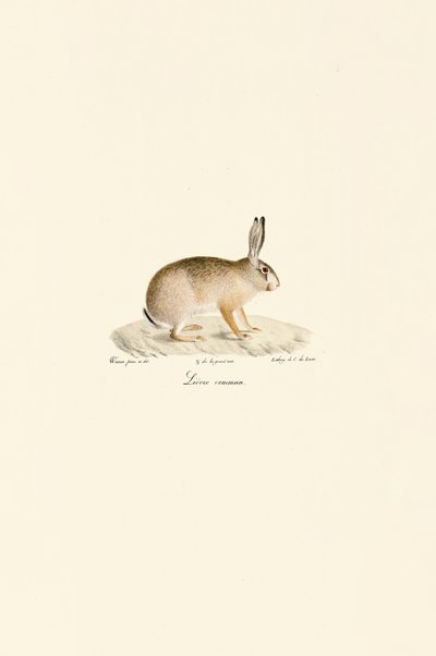 Avrupa Tavşanı by Jacques Christophe Werner