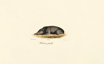 Dişi Babirusa by Jacques Christophe Werner