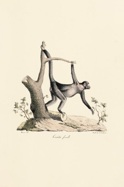 by Jacques Christophe Werner