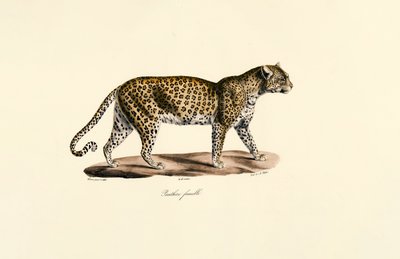 Dişi leopar by Jacques Christophe Werner