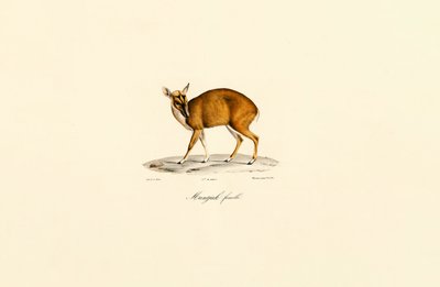 Dişi Muntjac by Jacques Christophe Werner