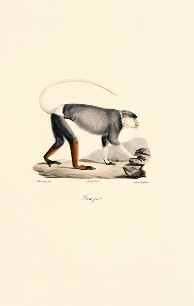  by Jacques Christophe Werner