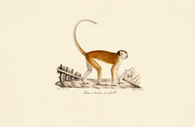 Siyah kaş bantlı dişi Patas Maymunu by Jacques Christophe Werner