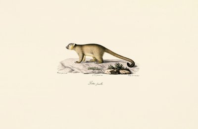 Dişi Halka Kuyruklu Firavun Faresi by Jacques Christophe Werner
