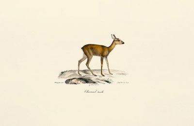  by Jacques Christophe Werner