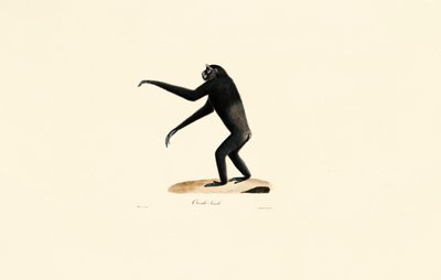 Dişi Siamang by Jacques Christophe Werner