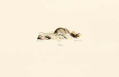  by Jacques Christophe Werner
