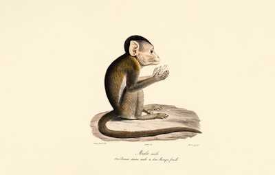 Bonnet ve Domuz Kuyruklu Makak Melezi by Jacques Christophe Werner