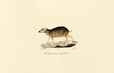 Javan Fare Geyiği (Erkek) by Jacques Christophe Werner