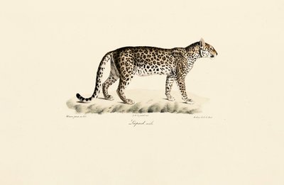 Leopar, erkek by Jacques Christophe Werner