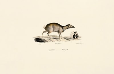 Küçük Fare Geyiği (Tragulus kanchil) by Jacques Christophe Werner