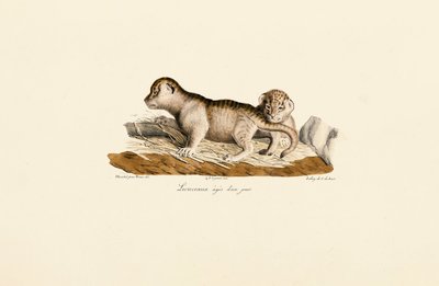 Bir Günlük Aslan Yavruları by Jacques Christophe Werner