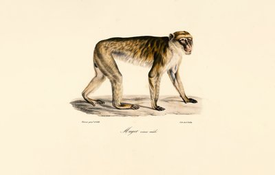 Uzun Kuyruklu Makak (Erkek) by Jacques Christophe Werner