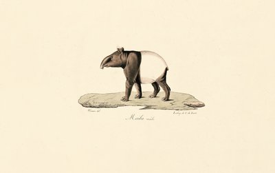 Malaya Tapiri by Jacques Christophe Werner