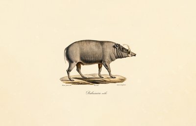 Erkek Babirusa by Jacques Christophe Werner
