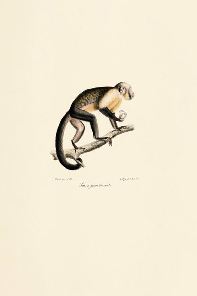 Erkek Adi Sincap Maymunu by Jacques Christophe Werner