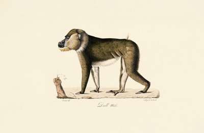 Erkek Gelada Babunu by Jacques Christophe Werner