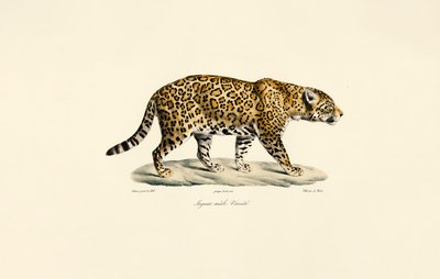 Erkek Jaguar by Jacques Christophe Werner