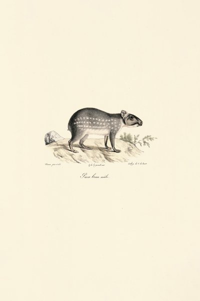 Erkek Benekli Paca by Jacques Christophe Werner