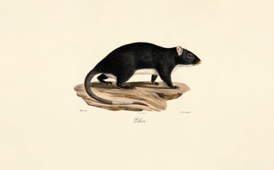 Misk Sıçanı by Jacques Christophe Werner