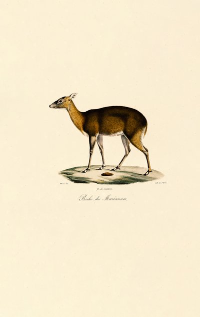 Filipin Benekli Geyiği (Visayan Benekli Geyiği) by Jacques Christophe Werner