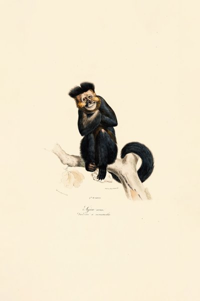  by Jacques Christophe Werner