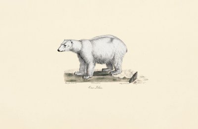 Kutup Ayısı by Jacques Christophe Werner