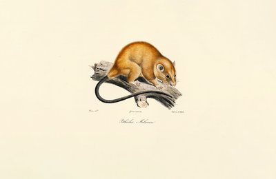Kızıl Karınlı Sincap (Pithécidie Mélanure) by Jacques Christophe Werner