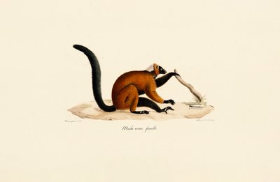 Kırmızı Önlü Lemur by Jacques Christophe Werner