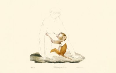 Rhesus Makak Bebeği by Jacques Christophe Werner