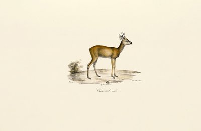  by Jacques Christophe Werner
