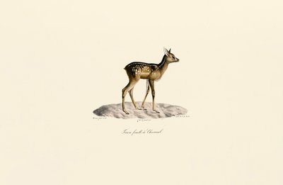 Karaca Geyik Yavrusu by Jacques Christophe Werner